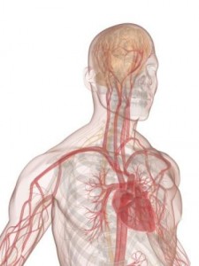 human-heart-blood-arteries-and-vein